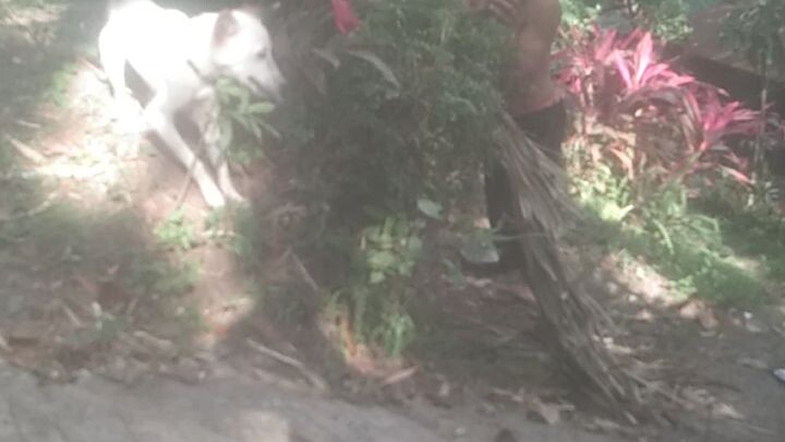 laptrip with my dog