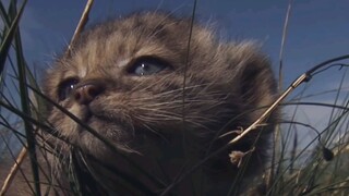 失去妈妈流浪的野生兔狲幼崽。