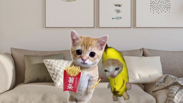 Kucing pisang dan boneka belajar trik baru