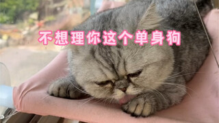 又是骗小猫咪帮忙做家务的一天