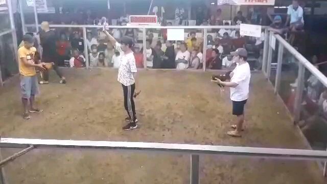 dghwarriors gold win 2 cock balagtas cockpit arena