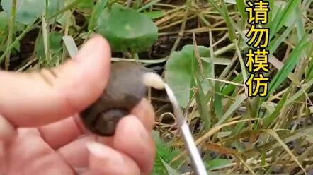 Siput Hilang Tiongkok