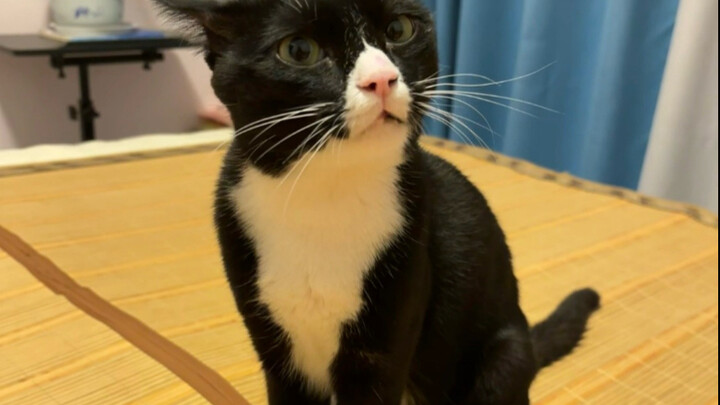 学奶牛猫说话被咬腿后续