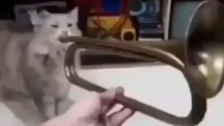 [Cat_memes]. Kumpulan video kucing paling seru