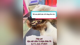 Tại sao phải cạo vôi răng cho chó thúcưng #chó_cưng vôi_răng cạovôirăng cạovoirangcho caovoirangcho xuhuong