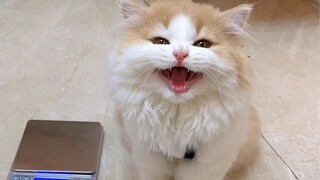 Clearly overweight, yet gets defensive when you say a few words about it.