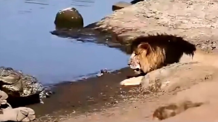 Buaya memakan singa di belakang