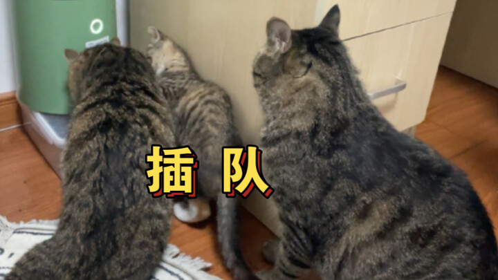 ลูกแมวที่กินแค่ 5 วันแต่ต้องแบ่งข้าวให้กินได้ถึง 10 วัน ตอนนี้ยังยอมเข้าคิวกินข้าวแล้วด้วย แต่กลับโด