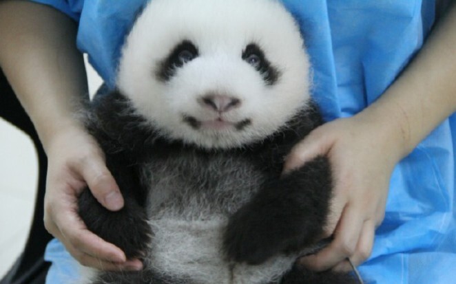 【Giant Panda Menglan】Momo was definitely a "toy doll" when she was little too