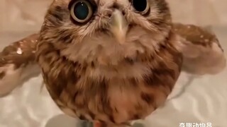 Mengatasi kekurangan kucing kecil yang tidak memiliki sayap