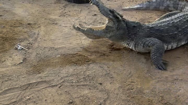 ขอดูหน่อยสิ แกกำลังกลัวอะไร? จระเข้สายเกราะเนื้อหรือไง!