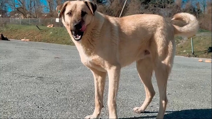Perros: tienen un superpoder oculto?