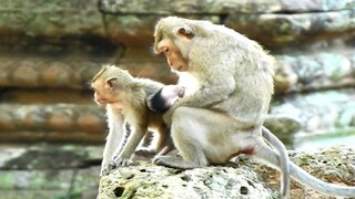 Heart Cruel Shocking, Pity Baby Monkey Very Scare, April Monkey Save Her Own Baby Back