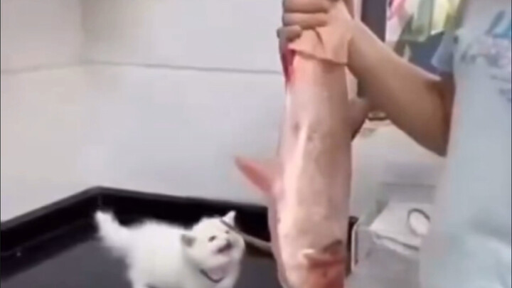 Cá lớn quá!!