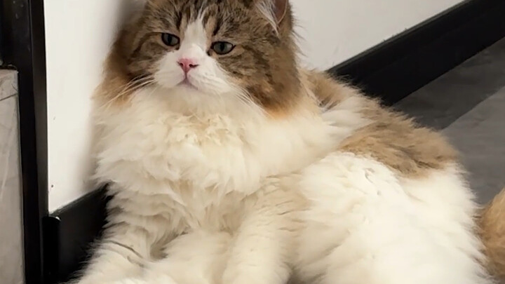 Panghu’s limbs are practically atrophied from all the lounging!