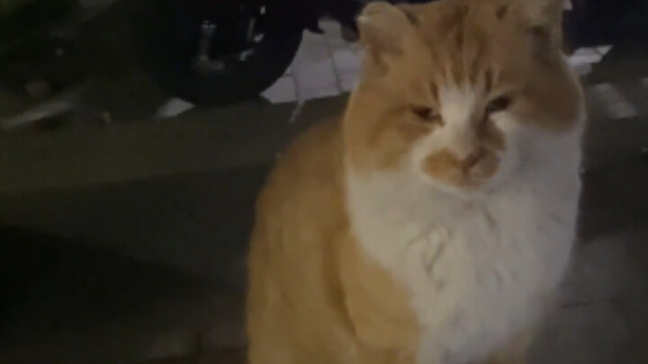 No wonder this cat went to college!