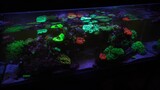 A simple reef aquarium.