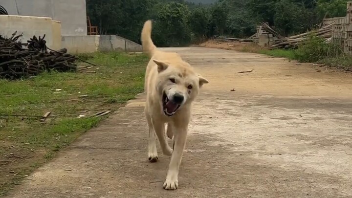 The little dog came to pick me up and take me home.