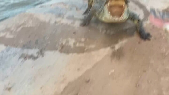 Terlalu lama tidak berolahraga, saatnya bergerak #Peternakan Buaya