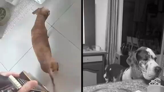 วงนี้ชื่ออะไรนะ? 🐶🎸🥁🎤