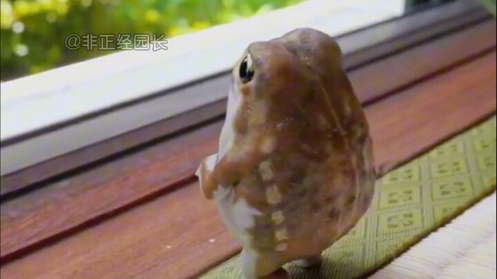 🐸 Mom says you’ve gotta keep puffing up to turn into a big steamed bun!