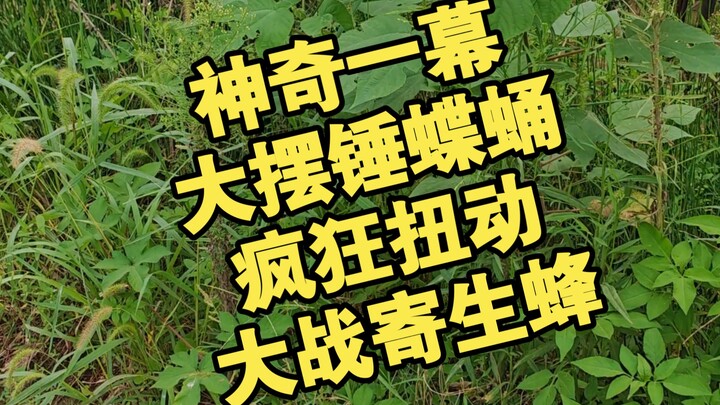 สุดยอด! ฉันได้พบพฤติกรรมสัตว์อันน่าทึ่งข้างทางในชนบท ช่างเป็นฉากที่น่ามหัศจรรย์เหลือเกิน!