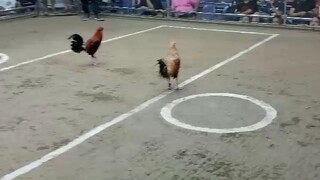 Pasay Cockpit Arena 2hits  ulutan champion ..bulik nag babalik
