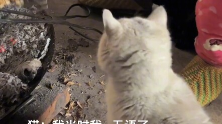 Aku bakal mati ketawa digodain sama ibuku dan dua kucing ini hahaha!