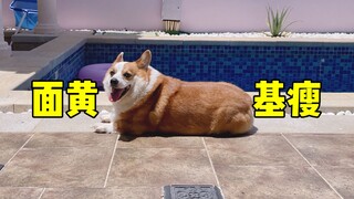 พวกเรานักเลี้ยงสุนัขก็พอเข้าใจสำนวนบ้างนะ