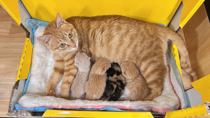 Dipilih oleh kucing liar! Saya membantu melahirkan 4 ekor anak kucing!