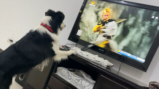 The Border Collie seriously watches Journey to the West—I seriously doubt it can understand it!