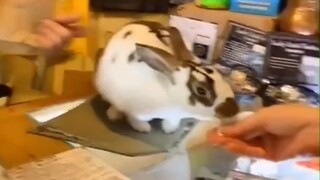 The bunny clerk will cheat you out of your money