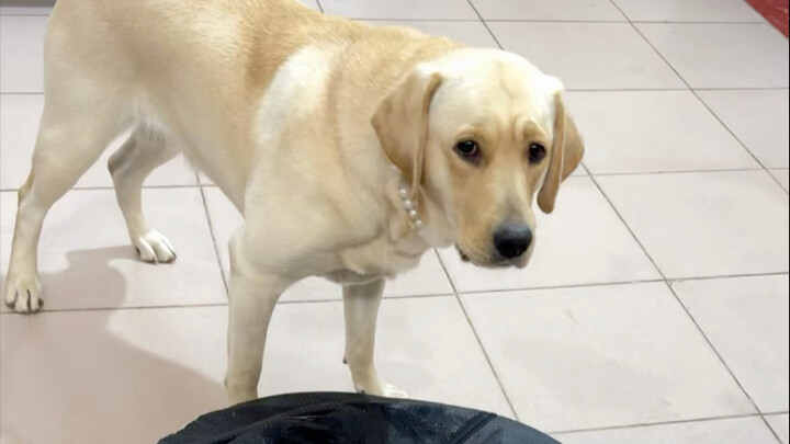 กินผักเขียวรับขาไก่เป็นรางวัล