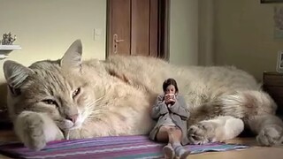 A Cat Lover's Dream