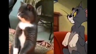 Tom & Jerry phiên bản đời thực