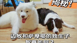 Bagaimana kecerdasan anak tunggal antara Border Collie dan Samoyed | Apa saja yang dipelajari Samoye
