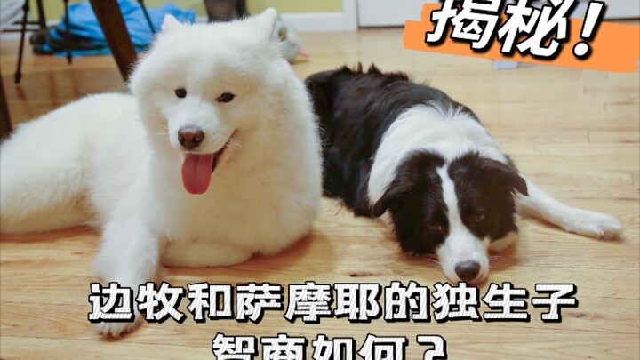 Chó chăn cừu xứ Wales lai chó Samoyed có chỉ số IQ thế nào | Chó Samoyed lai chó chăn cừu xứ Wales h