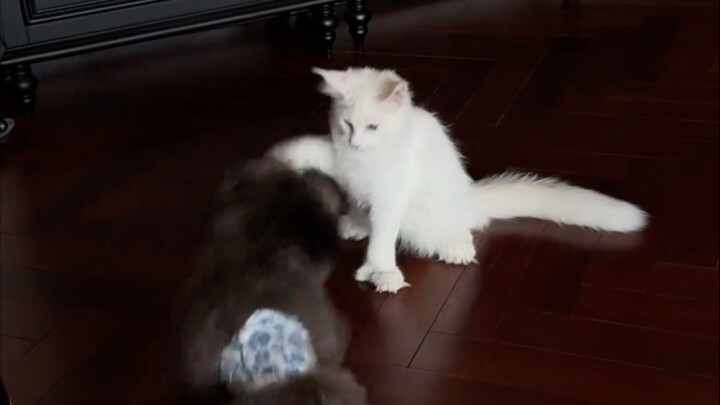 Con Maine này hơi dữ đó! #Lưu Cách Cách