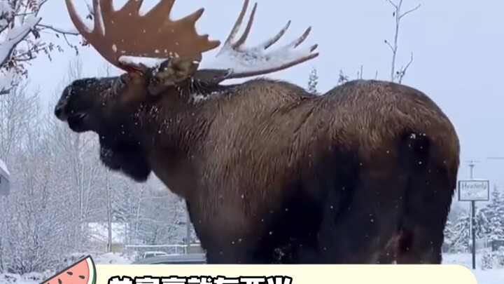 It’s making my fear of large objects kick in—#PolarBear #AnimalWorld #Wildlife #Moose #NeverExpected