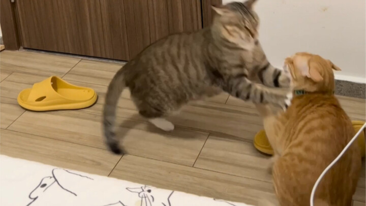 Xiao Mi memang banyak akal, dan tangannya juga memang suka usil