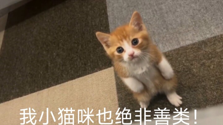 The little orange kitten I picked up a week ago is trying to beat me up!