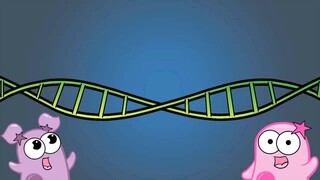 Meiosis and mitosis