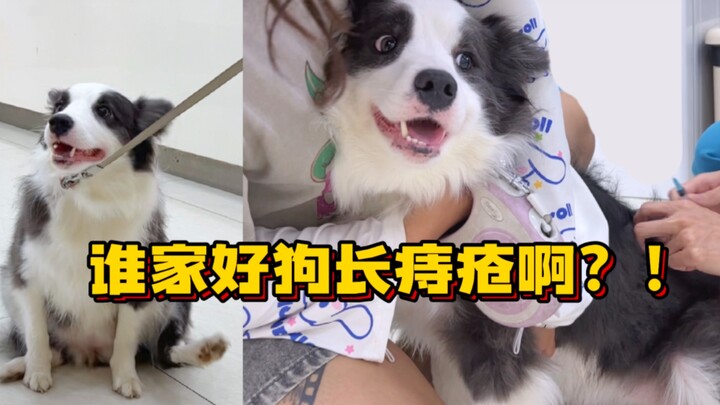 Anak anjing: Aku tidak peduli muka, ya??