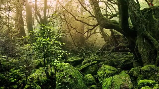 Amazon Forest—Not just animals hide here…Some mysteries are still waiting to be discovered. 👀🌑#