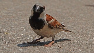 Wild Male HOUSE SPARROW, Singapore