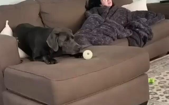 เกมสุนัขที่ขี้เกียจที่สุด