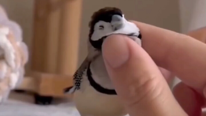 I just had to share this super-cute little sparrow with everyone (with my friend’s permission, repos