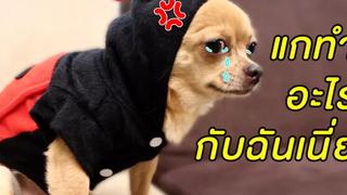หมาหรือเต่าทอง! จับน้องมาแต่งตัว เต็มใจสุดๆ I Crazy G Sui