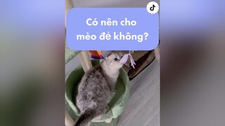 Lời khuyên cho các bạn muốn mèo nhà đẻ 🙄 nhaconaofficial fypシ xuhuong mèo