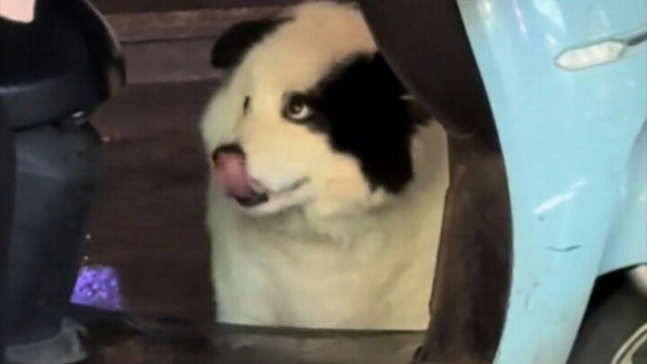 With a Border Collie’s IQ, would it feel very sad?